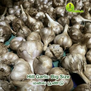 Hill Garlic Premium Quality (Big Size) | Malai Poondu