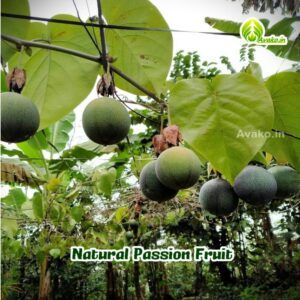Passion Fruit