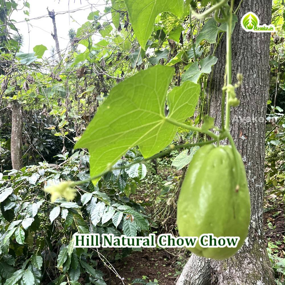 Chow Tree Natural Chow Chow – Avako